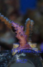 Plum,-Crazy-swap-2010.jpg