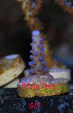 Blue-Tort-swap-2010.jpg