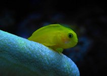 Yellow Goby 2.jpg
