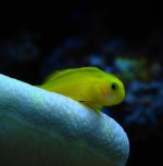 Yellow Goby.jpg