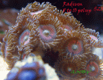Radiums-Swap-10.gif
