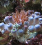 unknown within chocolate mint zoa.jpg
