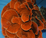 Red-Cap-1235.gif