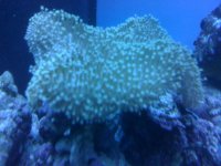 coral-id.jpg
