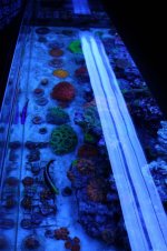 IMG_0375.jpg