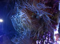 anemone.JPG