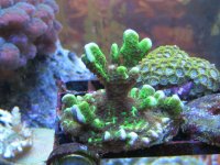 montipora 003.jpg