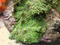 IMG_6300.jpg