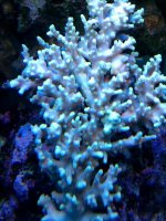 IMAG0202.jpg