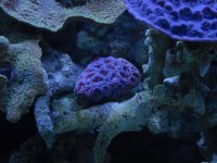 DSC_0223 - Copy.JPG