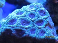 IMG_0135.jpg