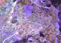 IMG_1200a.jpg
