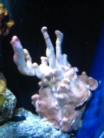 coral unknown.jpg