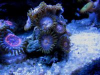 Chraddam's zoas.JPG