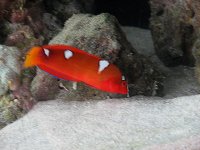 Red Coris Wrasse 2.jpg
