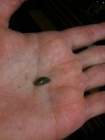 Snail 1.jpg