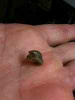 Snail2.jpg