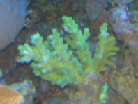 IMG00139acro.jpg