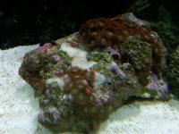 IMG00199-20100810-2156.jpg