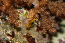 nudi 001.jpg