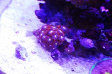 DSC_1526.jpg
