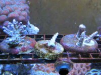 coral 003.jpg