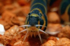 Kuhli Loach.jpg
