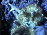 UnkMillepora.jpg