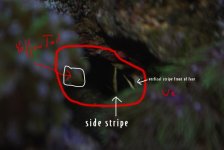babyfish.jpg