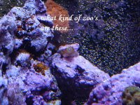 zoos.jpg