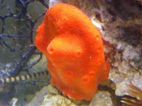sponge.jpg