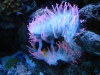 clown in my rainbow anenome.JPG