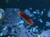 corals 019.jpg