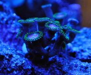 zoa2.jpg