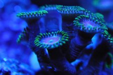 zoa3.jpg