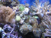 IMG_1706.jpg