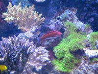 longfin 015.jpg