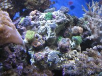 IMG_1681.jpg