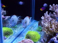 aquarium 273.jpg