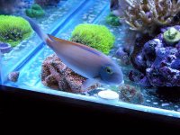 aquarium 276.jpg
