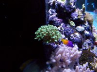 aquarium 296.jpg