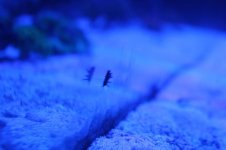 IMG_8165.JPG