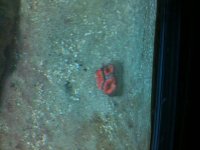 Frag.jpg