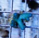 fish tank blue.jpg