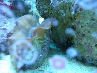 pyramids on clam.jpg