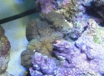 Unknown_Coral.jpg