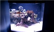 clowfish.jpg