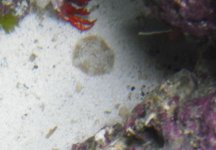 Unknown_Polyps.jpg