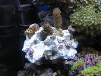 IMG_1692.jpg
