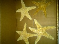 IMG-20110529-00067.jpg
